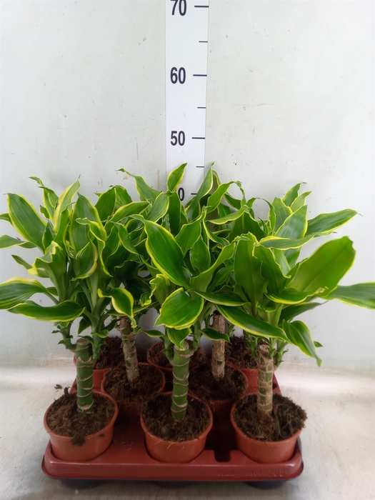 <h4>Dracaena frag. 'Golden Coast'</h4>