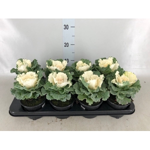 Brassica oler.
