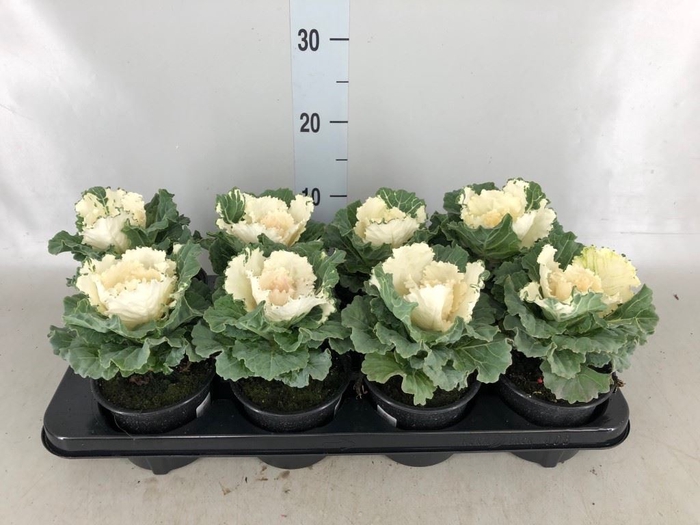 <h4>Brassica oler.</h4>