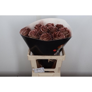 Brassica Wx (ex) Koper