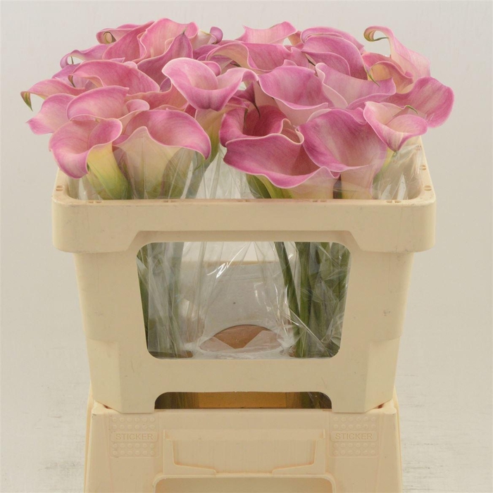 <h4>CALLA  'CAPTAIN ROMANCE'</h4>