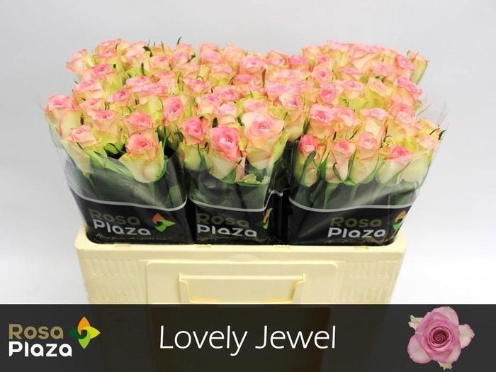 <h4>R Gr Lovely Jewel</h4>