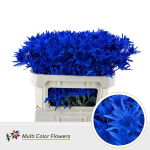 Eryngium Blauw Donker