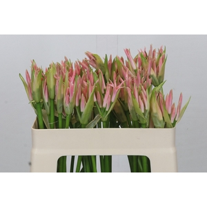 Nerine Vesta K