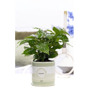 Coffea Arabica in P&P cadeau concept: GO GREEN!