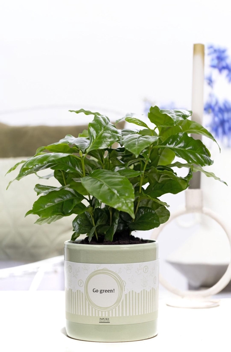 <h4>Coffea Arabica in P&P cadeau concept: GO GREEN!</h4>