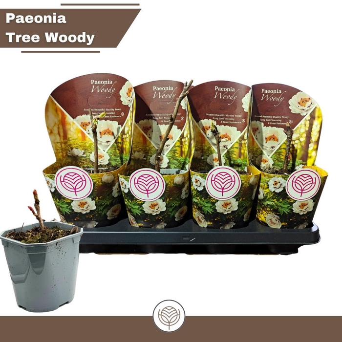 <h4>PAEONIA SUFFRUTICOSA</h4>