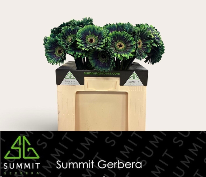 <h4>GE GR OV KLB H%</h4>