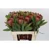 Protea Robijn