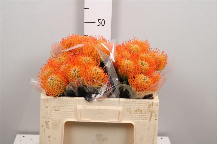 <h4>Leuco Ayoba Peach</h4>