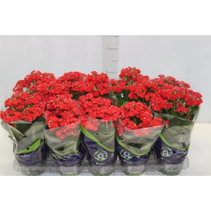KALANCHOE DOBRADO P11