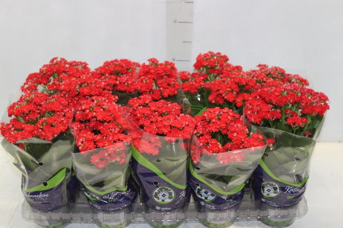 <h4>KALANCHOE DOBRADO P11</h4>