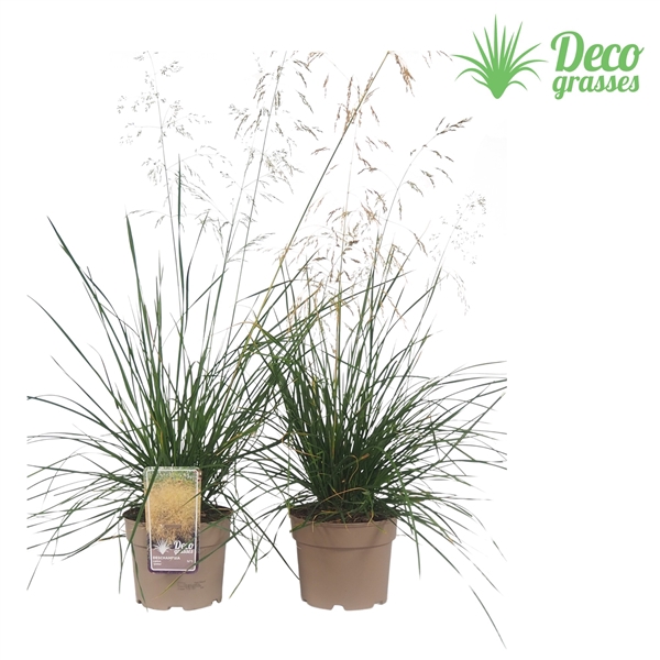 <h4>Deschampsia cespitosa 'Goldtau'</h4>