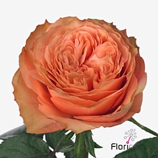 Rosa large kahala