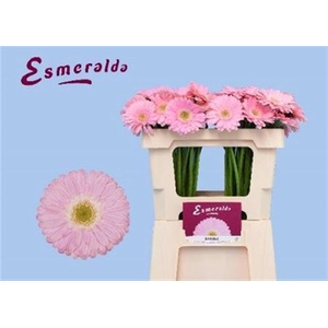 Ge Mi Babble Bos + Hoes