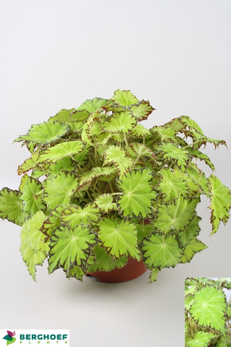 BEG BELEAF LIMA LOVE