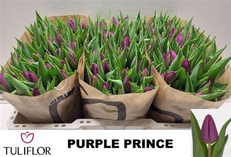 <h4>Tu En Purple Prince</h4>