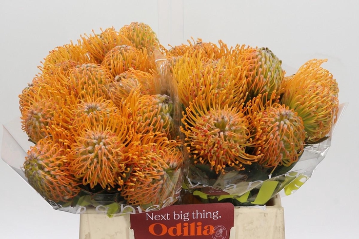 <h4>Nutans Soleil</h4>