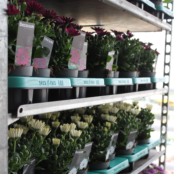 <h4>Osteospermum mixkar Decorum</h4>