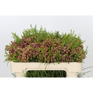 Kaaps Groen Lanuginosa Peanut