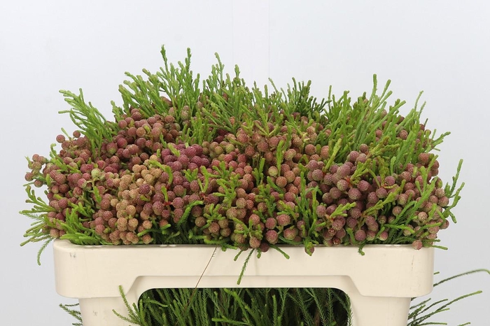 <h4>Kaaps Groen Lanuginosa Peanut</h4>