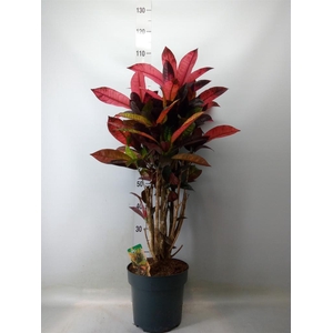 Codiaeum var. KL 'Mrs Iceton'