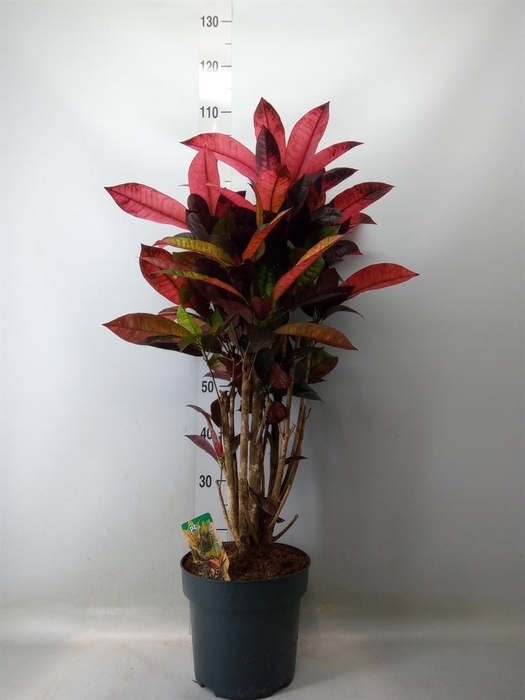 <h4>Codiaeum var. KL 'Mrs Iceton'</h4>