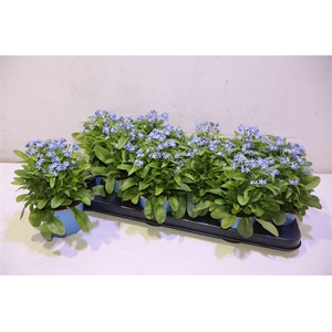 arr8 Myos Sy Mon Amie