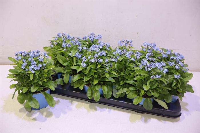 <h4>arr8 Myos Sy Mon Amie</h4>