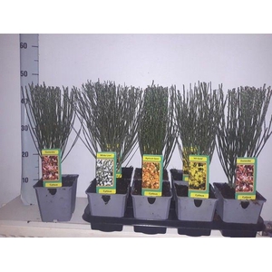 deen Cytisus mix tray