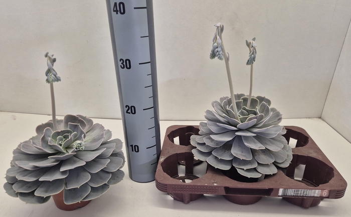 <h4>ECHEV POLLUX</h4>