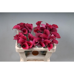 Zantedeschia captain promise