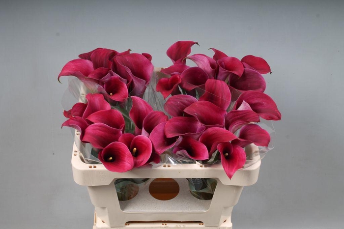 <h4>Zantedeschia captain promise</h4>