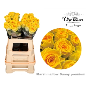 R GR MARSHMALLOW SUNNY PREMIUM x20