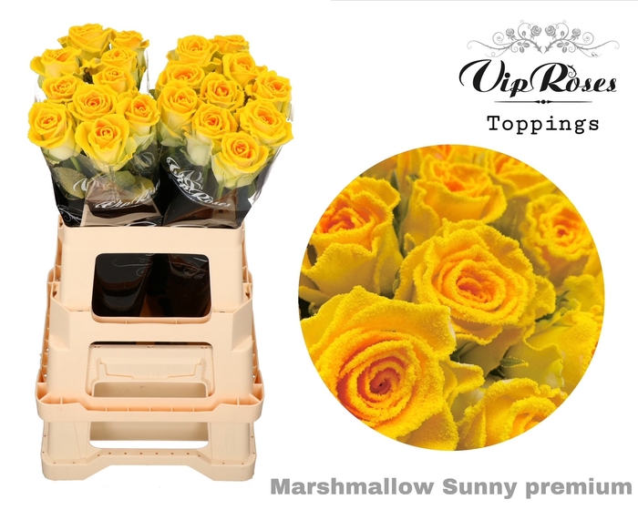 <h4>R GR MARSHMALLOW SUNNY PREMIUM x20</h4>