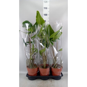 Alocasia zebrina
