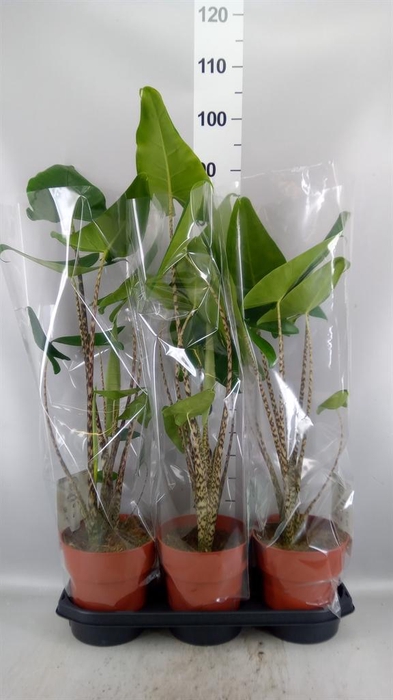 <h4>Alocasia zebrina</h4>