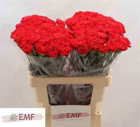 <h4>Di St Sparta+</h4>