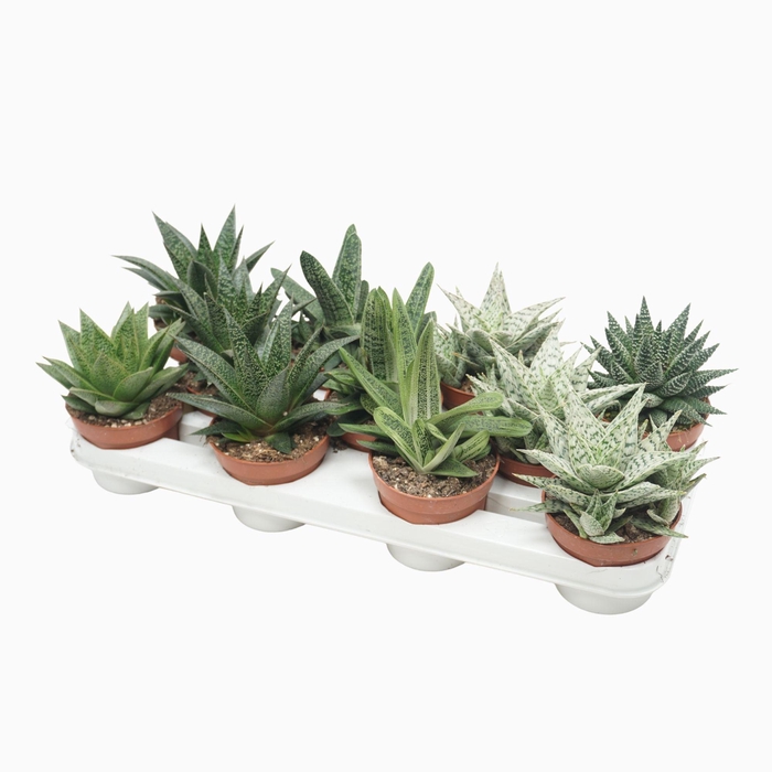 <h4>Aloe - Haworthia Gemengd</h4>