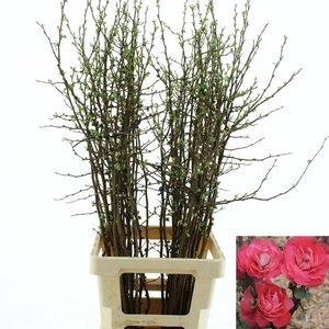 Chaenomeles Pink Double * New *