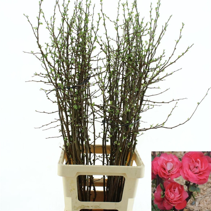 <h4>Chaenomeles Pink Double * New *</h4>