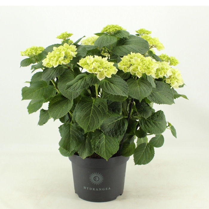 <h4>Hydrangea Crystal Palace (Hortensia)</h4>