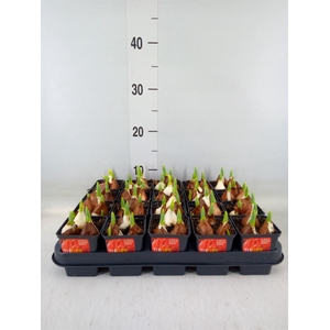 Tulipa DU 'Red Baby'