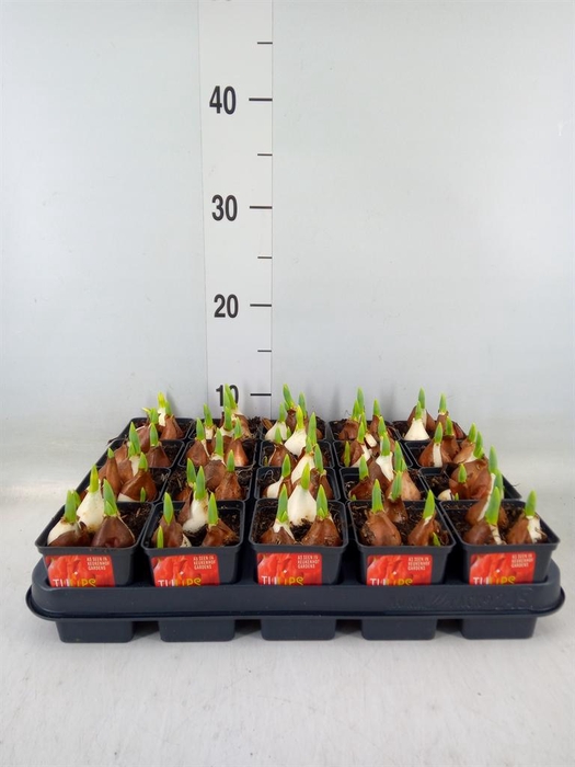 <h4>Tulipa DU 'Red Baby'</h4>