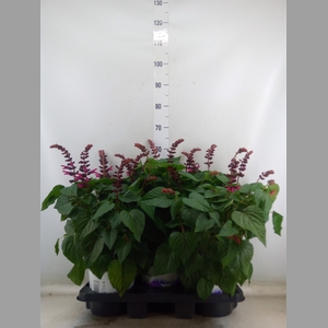Salvia  'Salgoon Lake Flamingo'
