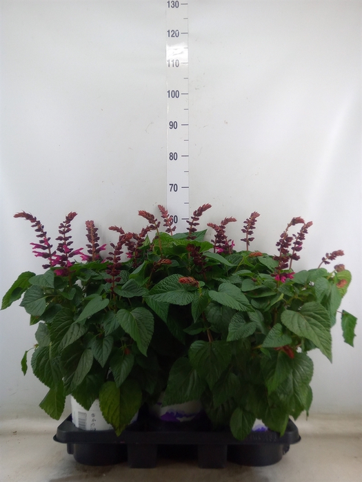 <h4>Salvia  'Salgoon Lake Flamingo'</h4>