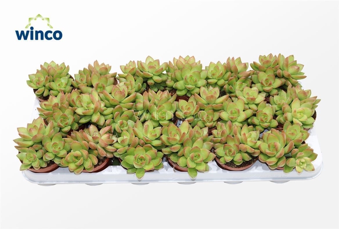 <h4>Sedum Adolphi (group)</h4>