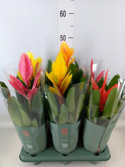 <h4>Vriesea   ...mix</h4>