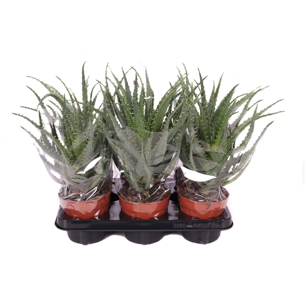 <h4>Aloe arborescens 12 cm</h4>