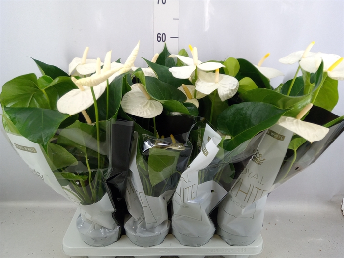 <h4>Anthurium andr. 'Montana'</h4>